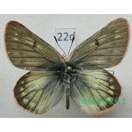 Colias nastes ferrisi Verhulst, 2004 Canada22d